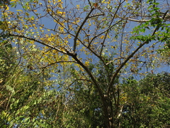 Leuenbergeria guamacho