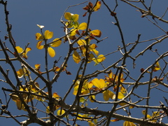 Leuenbergeria guamacho