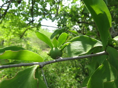 Leuenbergeria guamacho