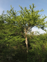 Leuenbergeria guamacho