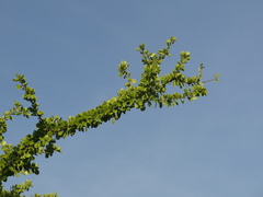 Leuenbergeria guamacho