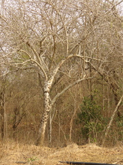 Leuenbergeria guamacho