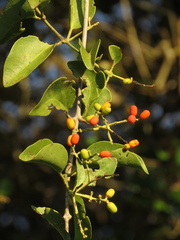 Passovia pedunculata