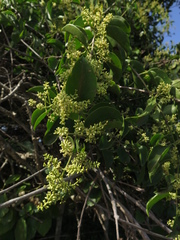 Passovia pedunculata