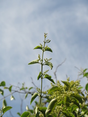 Passovia pedunculata