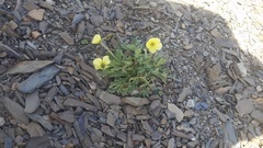 Papaver radicatum kluanense
