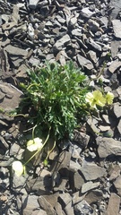 Papaver radicatum kluanense