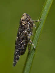 Plectoderini