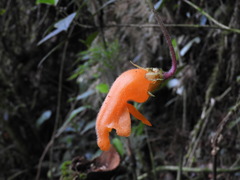 Columnea strigosa