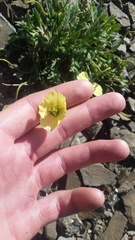 Papaver radicatum kluanense