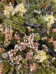 Archeria serpyllifolia