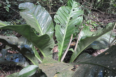 Anthurium salvinii