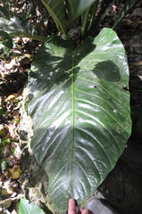 Anthurium salvinii