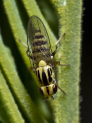 Chloromerus striatifrons