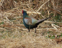 Phasianus versicolor