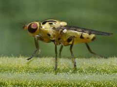 Chloromerus striatifrons