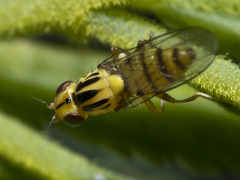 Chloromerus striatifrons