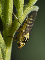 Chloromerus striatifrons