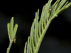 Chloromerus striatifrons