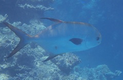 Trachinotus blochii