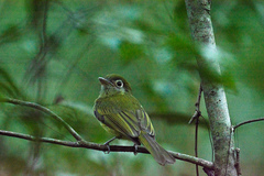 Rhynchocyclus brevirostris