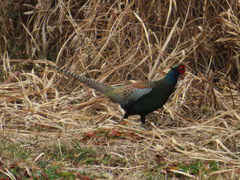 Phasianus versicolor