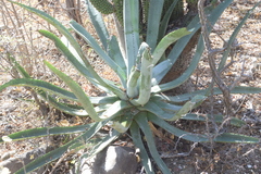 Agave aurea