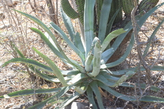 Agave aurea