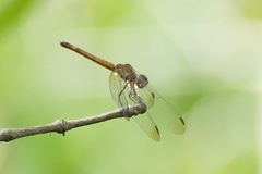 Image of Micrathyria schumanni