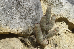 Mammillaria phitauiana