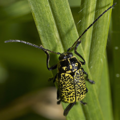 Aporocera