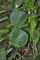 Peperomia choroniana