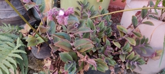 Tradescantia crassifolia