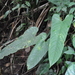 Anthurium chorranum Croat