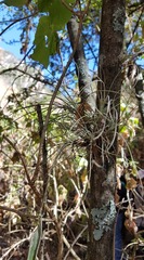 Tillandsia juncea