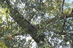 Quercus brandegeei
