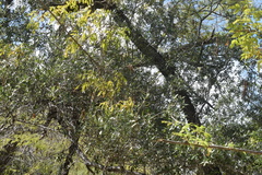 Quercus brandegeei