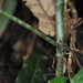 Anthurium chorranum Croat 2