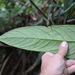 Anthurium chorranum Croat 3