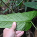 Anthurium chorranum Croat 4