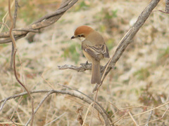 Lanius bucephalus