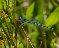 Austrocoenagrion lyelli