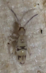 Entomobrya suzannae