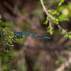 Austrocoenagrion lyelli