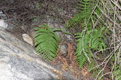 Pelazoneuron puberulum sonorense