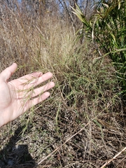 Muhlenbergia dumosa