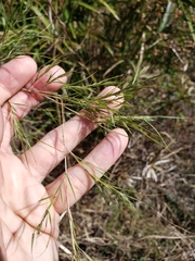 Muhlenbergia dumosa