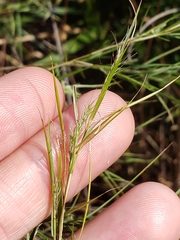 Muhlenbergia dumosa