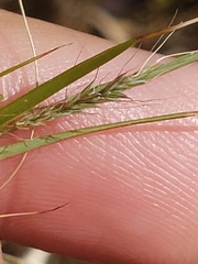 Muhlenbergia dumosa