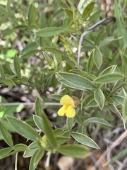 Pearsonia uniflora